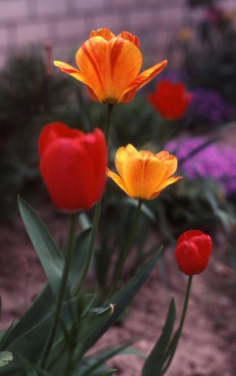 tulips